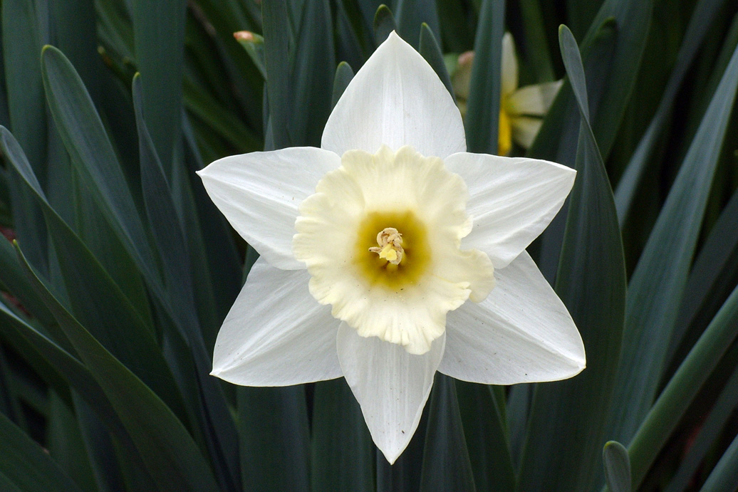 Photo of Jonquil