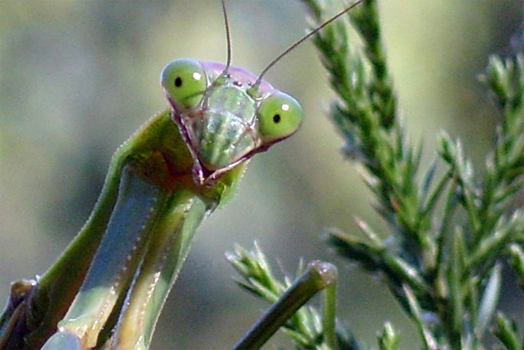 Photo of Praying Mantis