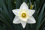 Photo of Jonquil